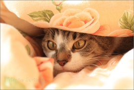 <p>Mia</p>